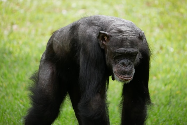 Návštěvníkovi zoo spadl telefon do výběhu opic, šimpanz mu ho vrátil